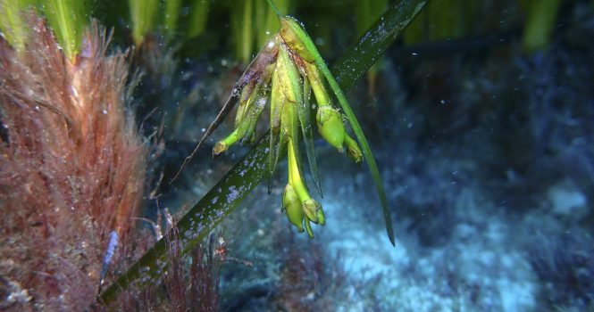 Flor Posidonia