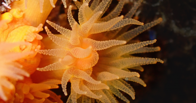 astroides calycularis