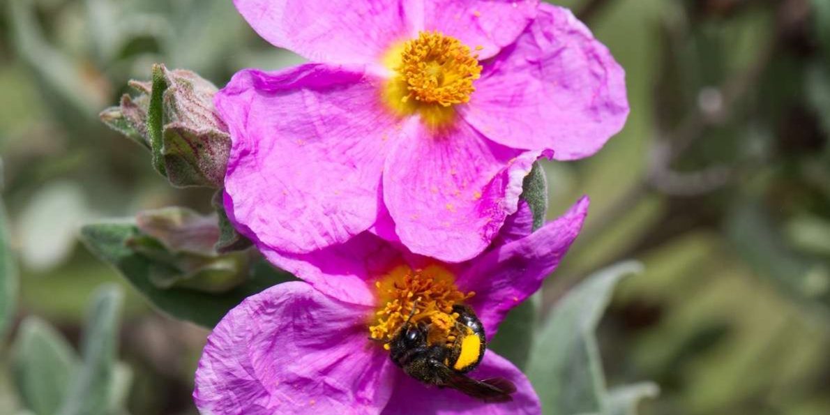 (Curro) Andrena pilipes ♀︎ en Cistus albidus(1)